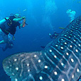 Miri Fun Dive (Miri-Sibuti Coral Reefs National Park) - For Cert Diver