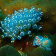 Miri Fun Dive (Miri-Sibuti Coral Reefs National Park) - For Cert Diver