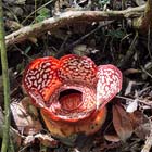 Tambunan Rafflesia Centre + Mangrove Cruise & Fireflies