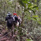 Tambunan Rafflesia Centre + Mangrove Cruise & Fireflies