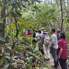 Tambunan Rafflesia Centre + Mangrove Cruise & Fireflies