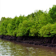 Mantanani Island + Kawa Kawa Mangrove & Fireflies