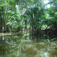 Mangrove River Safari