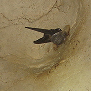 Niah National Park  - Niah Cave + Tusan Beach Tours