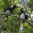 Miri City + Piasau Nature Reserve