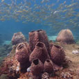 PADI Advanced Open Water Course