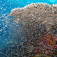5D4N Luconia Shoals Diving (Liveaboard)