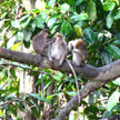 3D2N Sepilok Orang Utan + Kinabatangan River