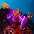 5D4N Mabul Island : Seaventures Dive Resort (Dive Rig)