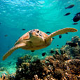 5D4N Mabul Island : Seaventures Dive Resort (Dive Rig)
