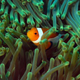 Mataking + Timba-Timba Island + Pom Pom Island Day Trip