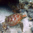 Mataking + Timba-Timba Island + Pom Pom Island Day Trip