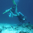 Semporna Fun Diving (For Cert Diver)